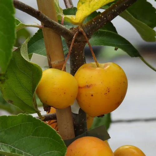 Butterball Crabapple Fruit on the tree