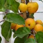 Butterball Crabapple Fruit on the tree