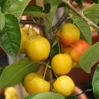 Butterball Crabapple Fruit on the tree