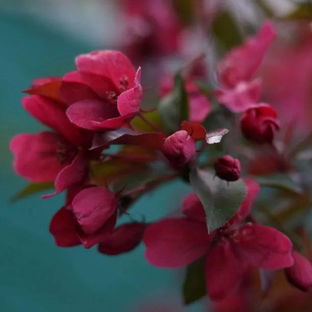 Director Moerland Crab Apple tree flowers