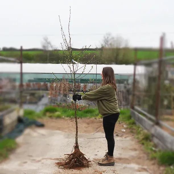 Bareroot Evereste Crab Apple Tree 200-225cm Tall