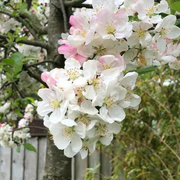 Evereste Crabapple Flowers