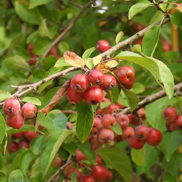 Evereste Crabapple Fruit on the tree