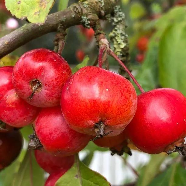 Evereste Crabapple Fruit on the tree