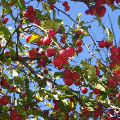 Gorgeous Crab Apple fruit on the tree