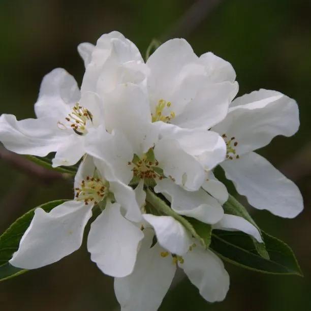 John Downie Crab Apple Flowers