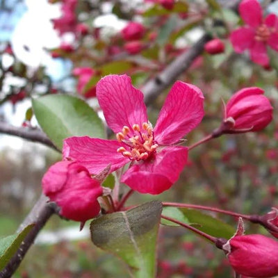 Profusion Crab Apple tree flowers