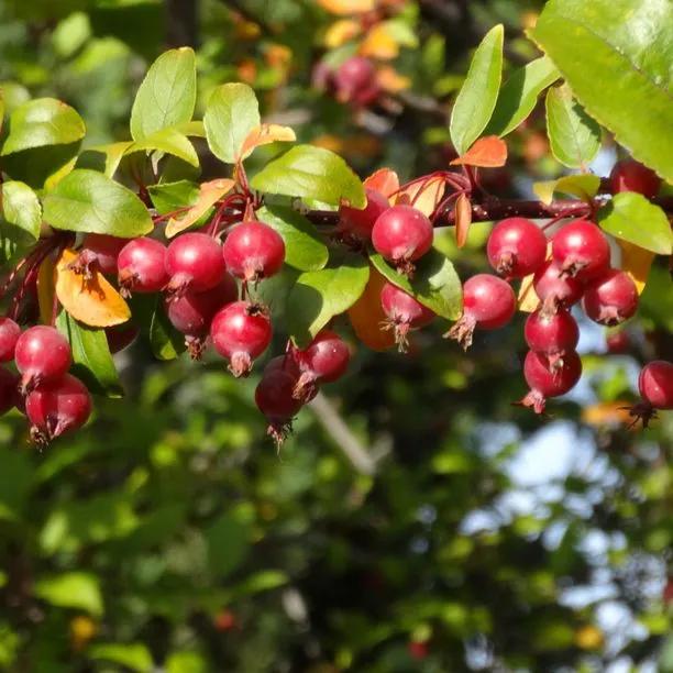 Red Glow Crab Apple Fruit on the tree