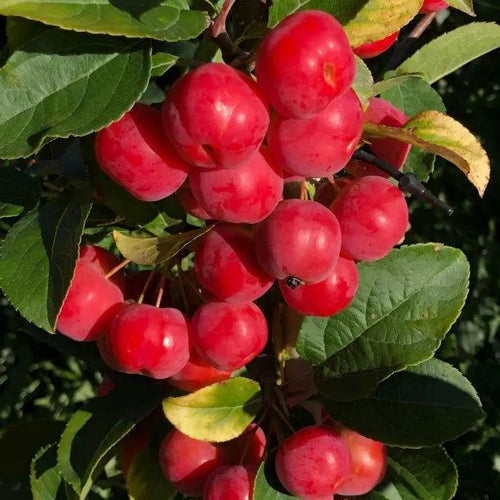 Red Sentinel Crab Apples on the tree
