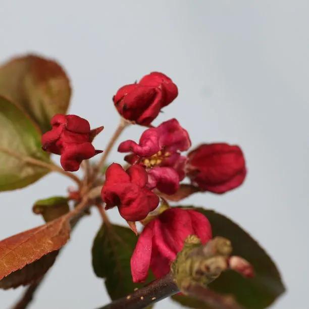 Royalty Crab Apple Flowers