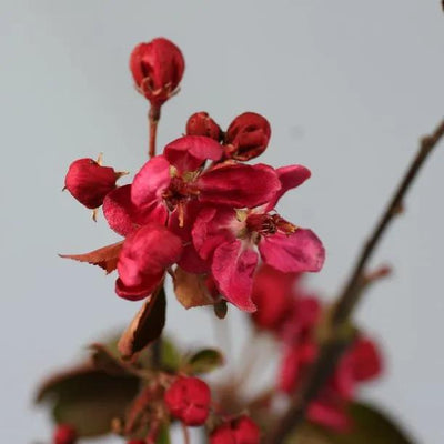 Royalty Crab Apple Flowers