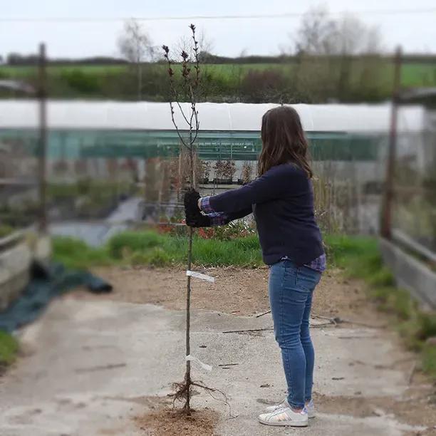 Royalty Crab Apple Half Standard Tree