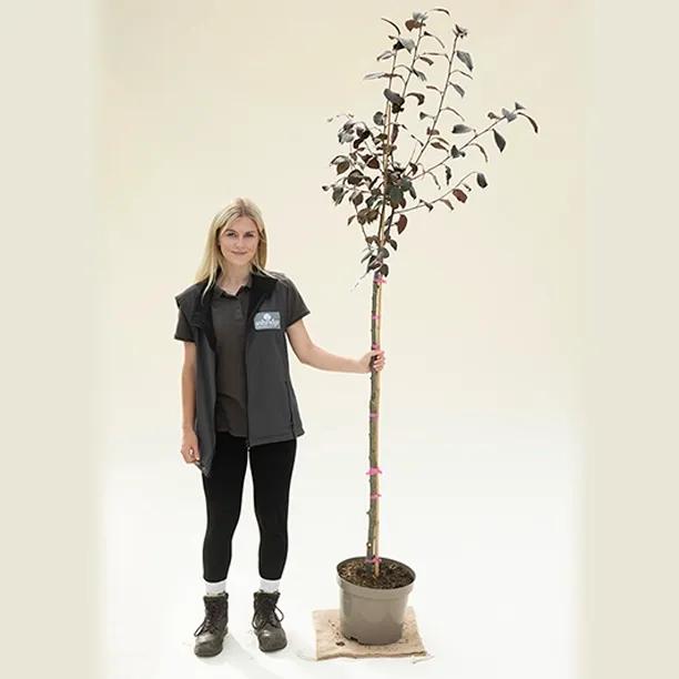 Royalty Crabapple Half Standard Tree - 10 Litre Pot