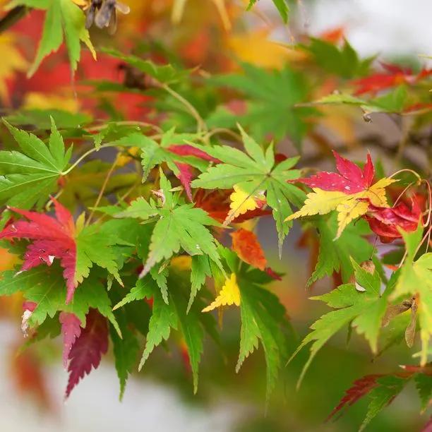 Japanese Maple leaves early Autumn
