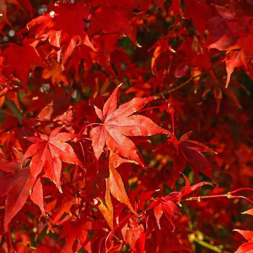 Red Maple Autumn leaves