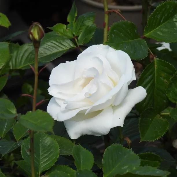 Margaret Merril Floribunda Rose Flowers