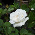 Margaret Merril Floribunda Rose Flowers