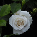 Margaret Merril Floribunda Rose Flowers