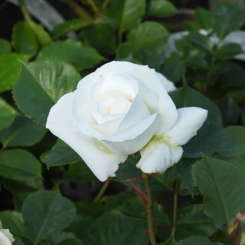 Margaret Merril Floribunda Rose Flowers