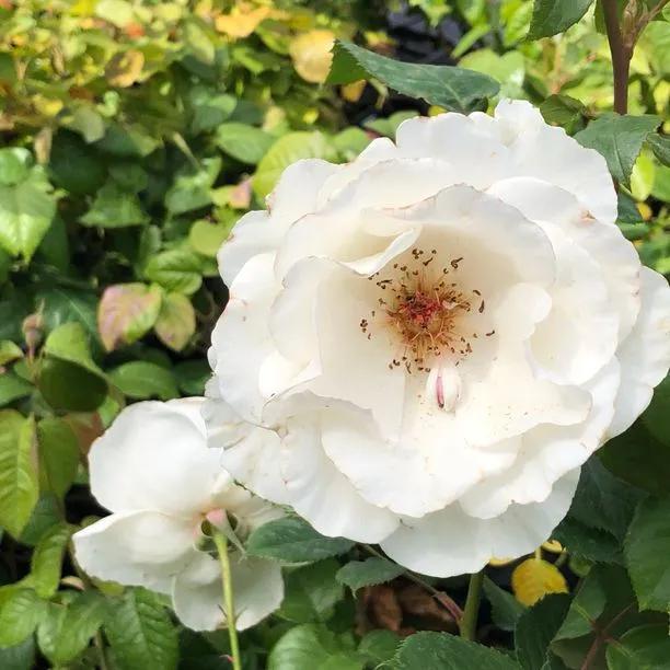 Margaret Merril Floribunda Rose Flowers