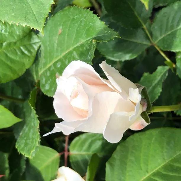 Margaret Merril Floribunda Rose Flowers