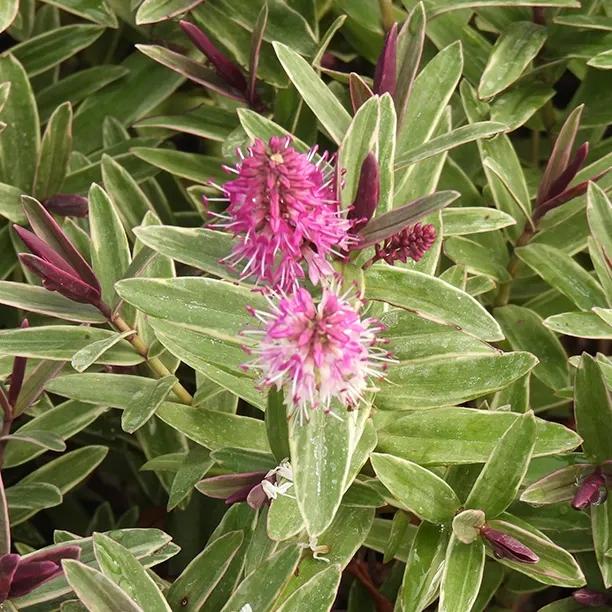 Marilyn Monroe Hebe Flowers