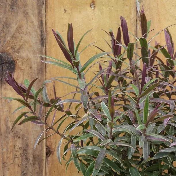 Marilyn Monroe Hebe Plant - P9 Pot