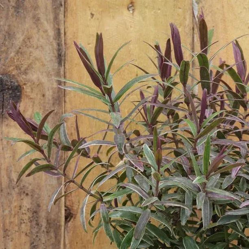 Marilyn Monroe Hebe Plant - P9 Pot