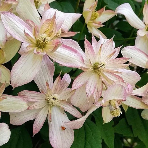 Marjorie Clematis Flowers