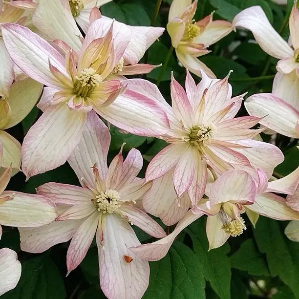 Marjorie Clematis Flowers