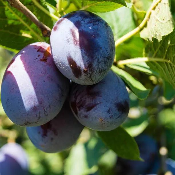Marjorie's Seedling Plums on the tree