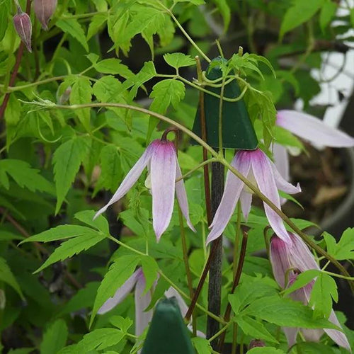 Markhams Pink Clematis Flowers in Spring