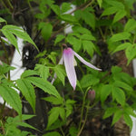 Markhams Pink Clematis Flowers