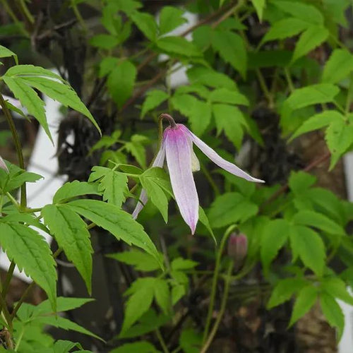 Markhams Pink Clematis Flowers