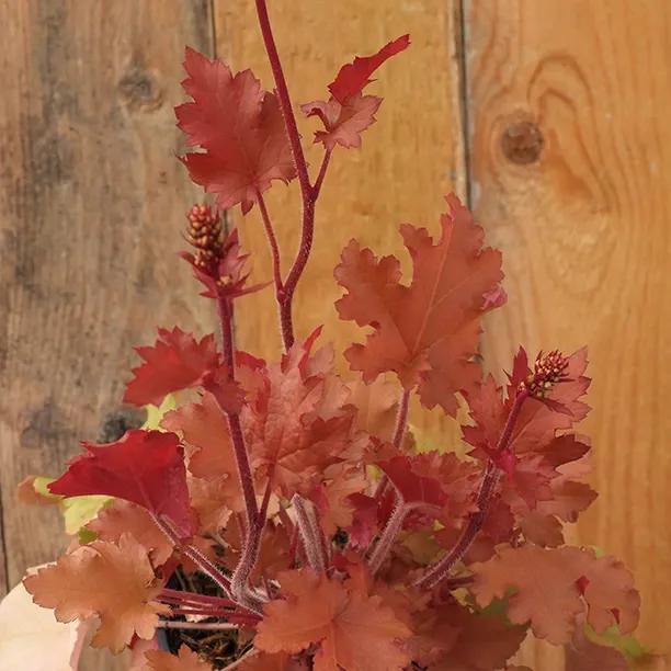 Marmalade Heuchera Leaves and Flowers