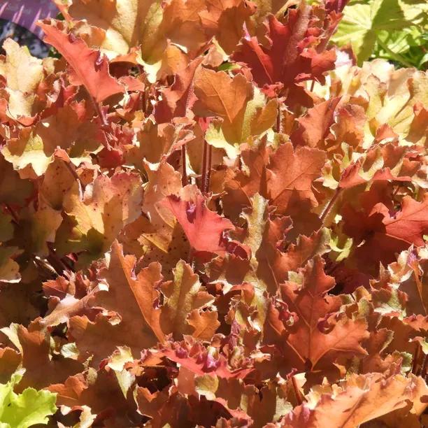 Marmalade Heuchera Leaves