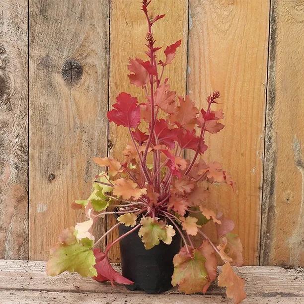 Marmalade Heuchera Plant in 9cm pot (P9)