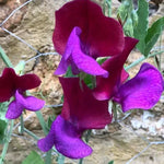 Matucana Sweet Pea Flowers