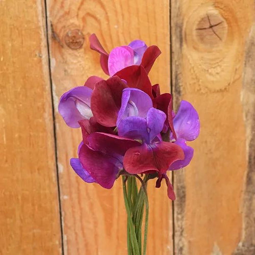 Matucana Sweet Pea Flower Bouquet