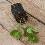 Matucana Sweet Pea Seedling in a Jumbo Plug Showing Good Root Development