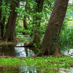 Mature common alder trees growing in waterlogged soil