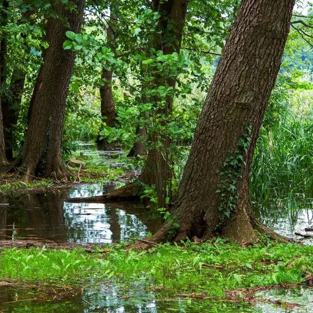 Mature common alder trees growing in waterlogged soil