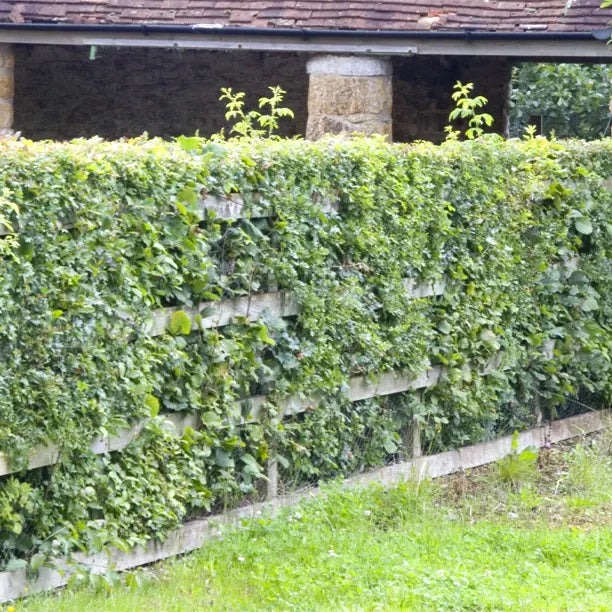 Native Conservation Hedge Collection