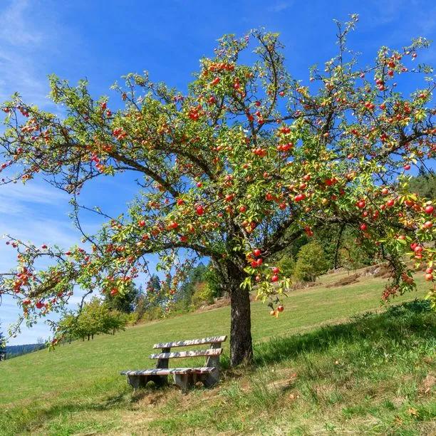 Mature Discovery Apple tree