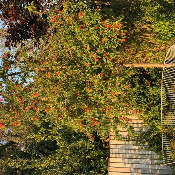 Mature Evereste Crabapple Tree