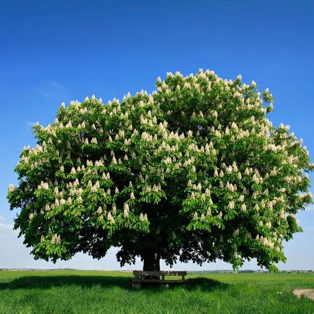 Mature Horse Chestnut Tree