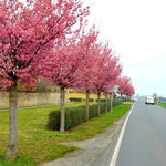 Mature Rancho Cherry Trees in Flower lining a road