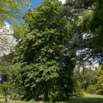 Mature Silver leaved lime tree in a park