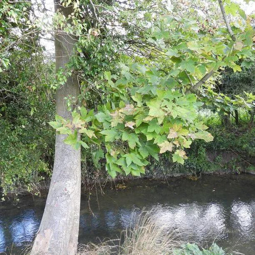 Mature Sycamore tree