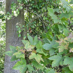 Mature Sycamore tree